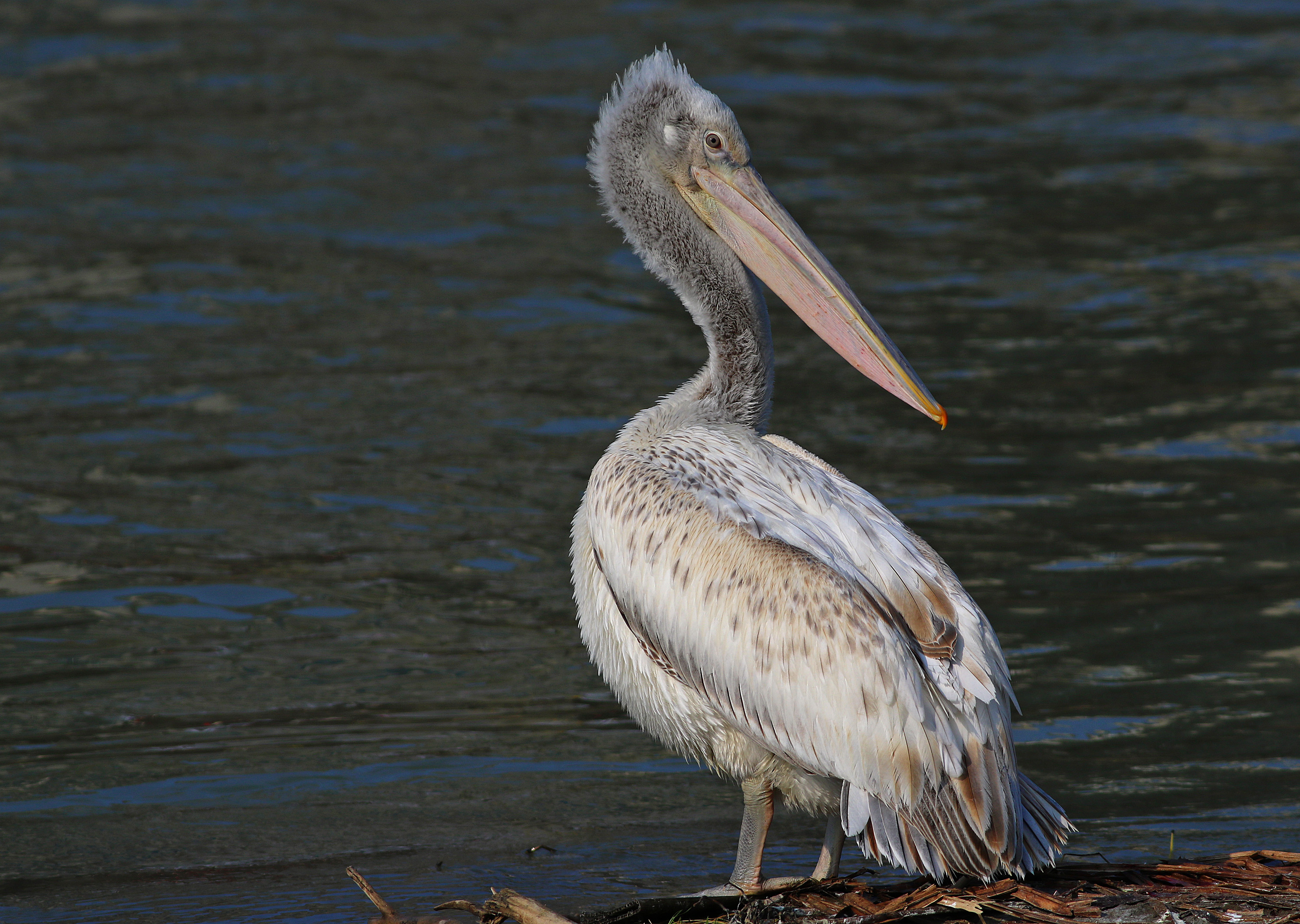 Dalmatian Pelican